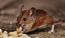24 Hour & Emergency Exterminators in Millville, PA